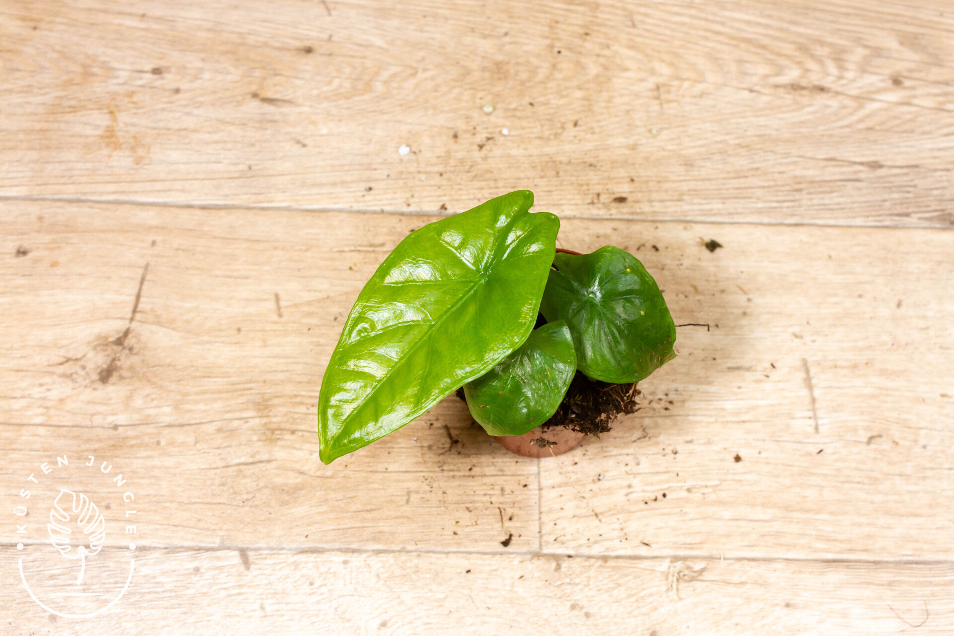 Alocasia corazon 001F