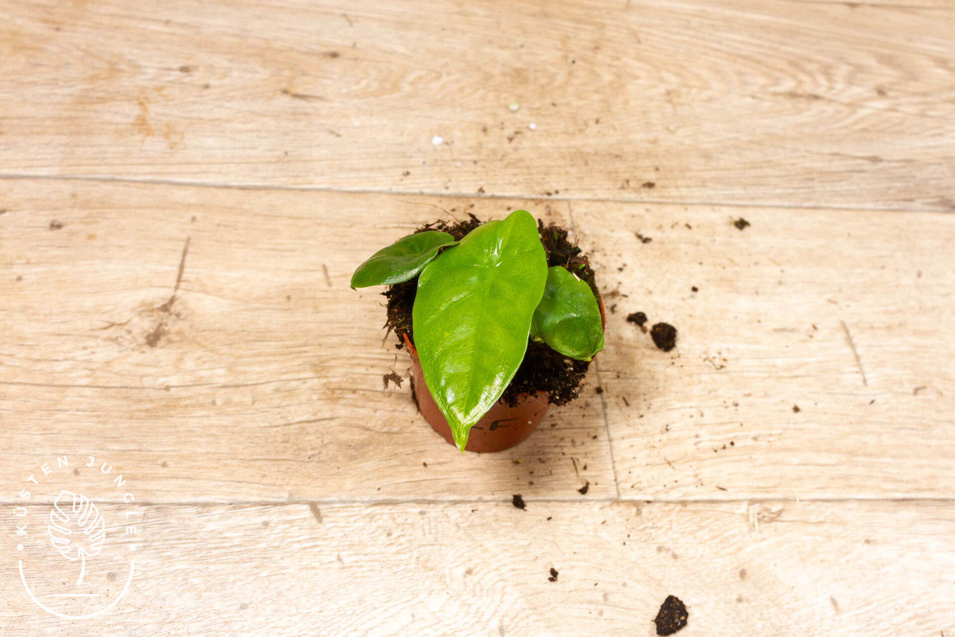 Alocasia corazon 002F