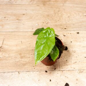 Alocasia corazon 004F