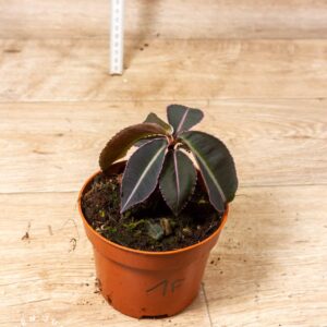 Labisia pumila 001F WYSIWYG