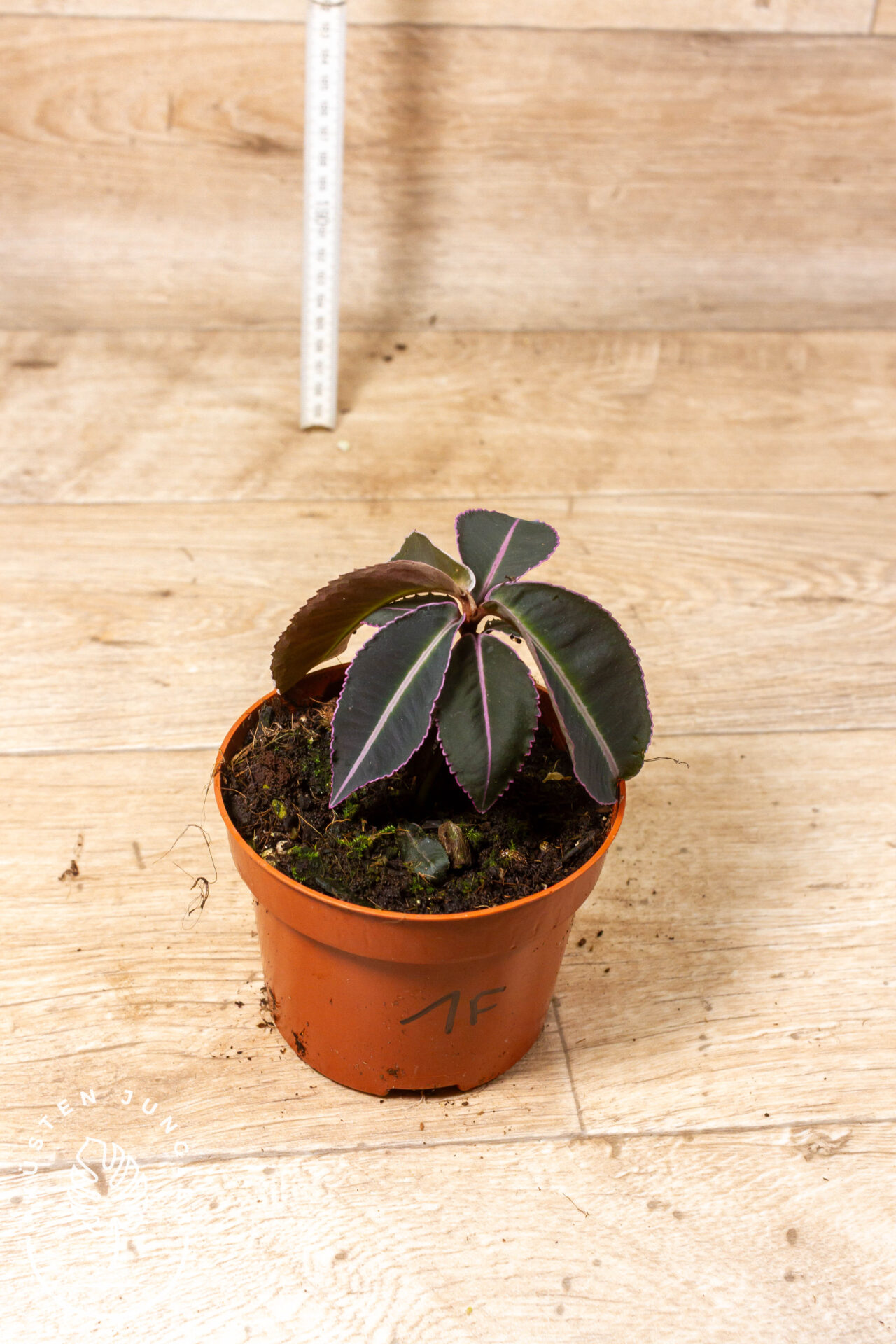 Labisia pumila 001F WYSIWYG