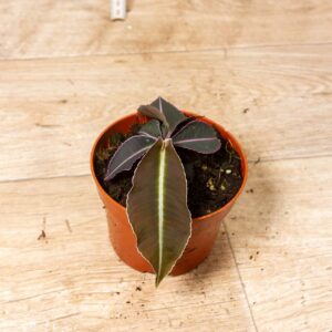 Labisia pumila 002F WYSIWYG