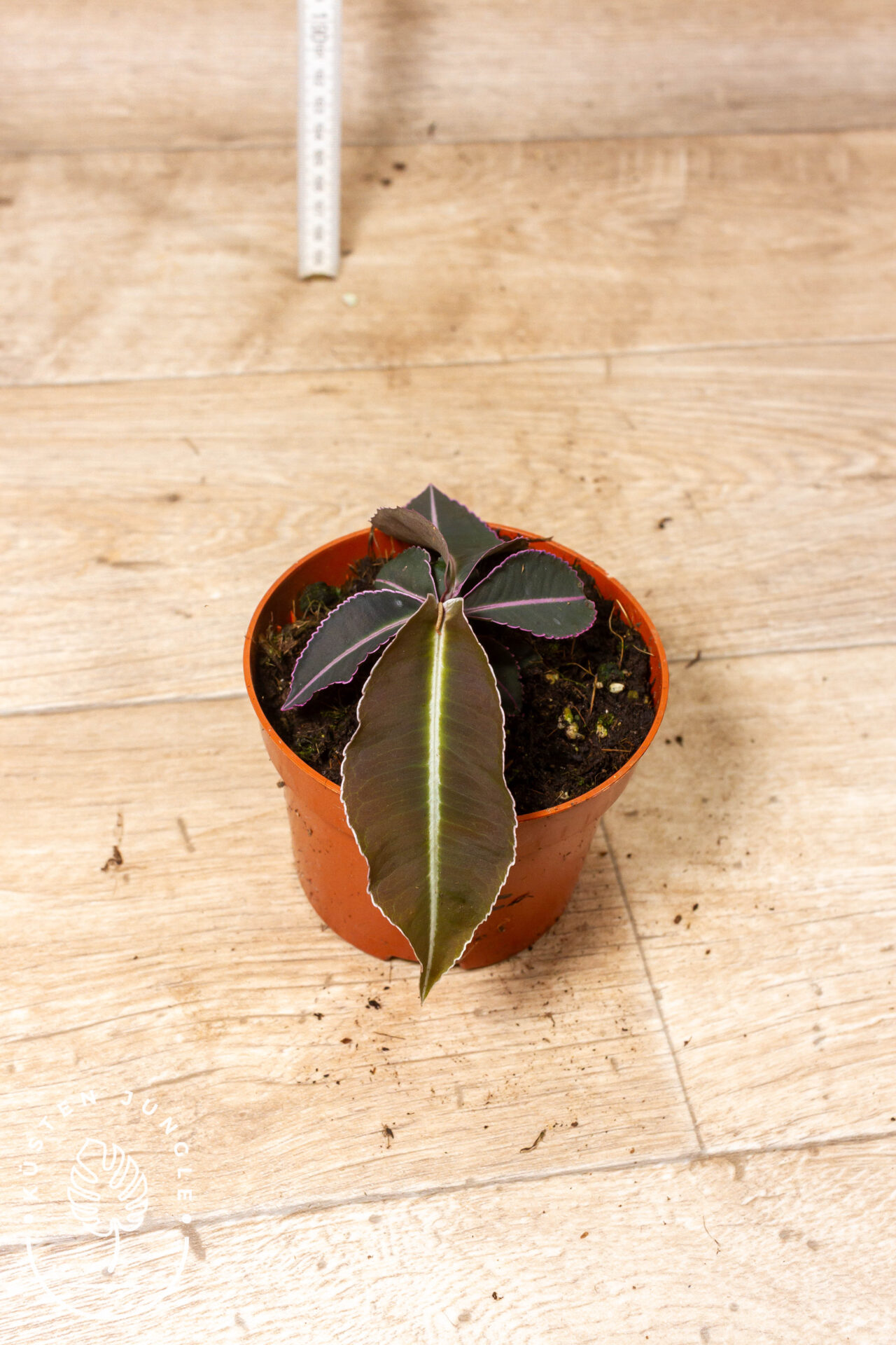 Labisia pumila 002F WYSIWYG