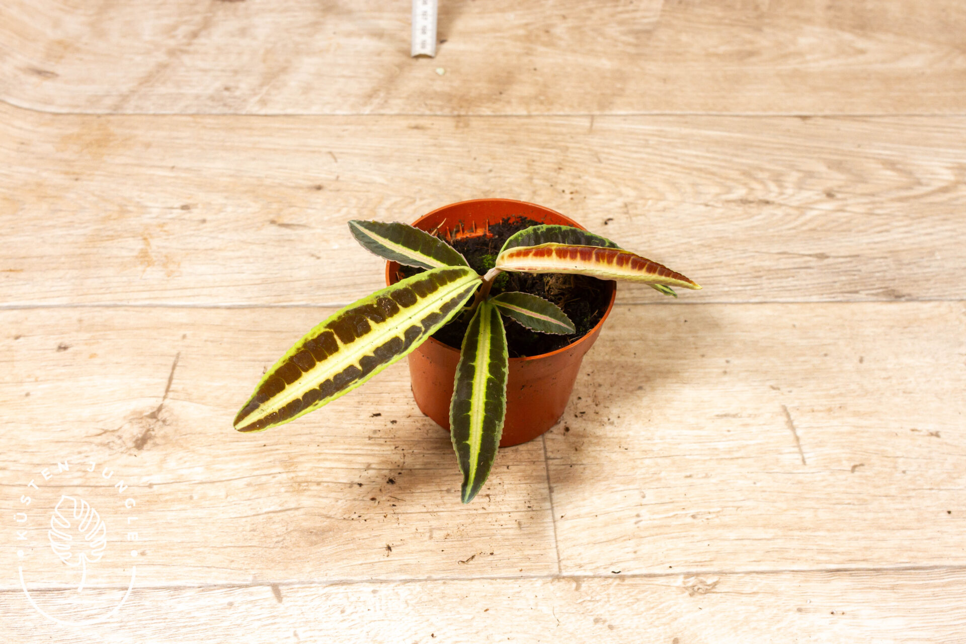 Labisia jabi 001F WYSIWYG