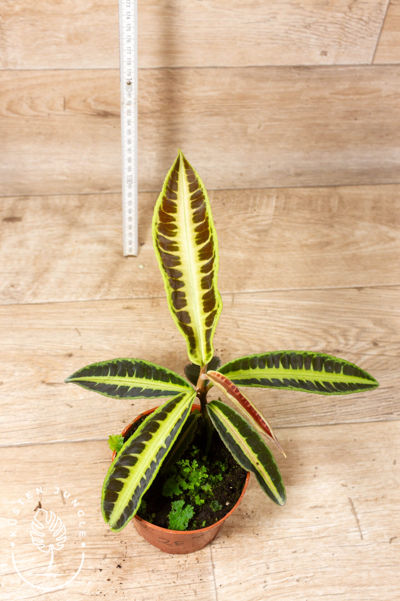 Labisia jabi 002F WYSIWYG