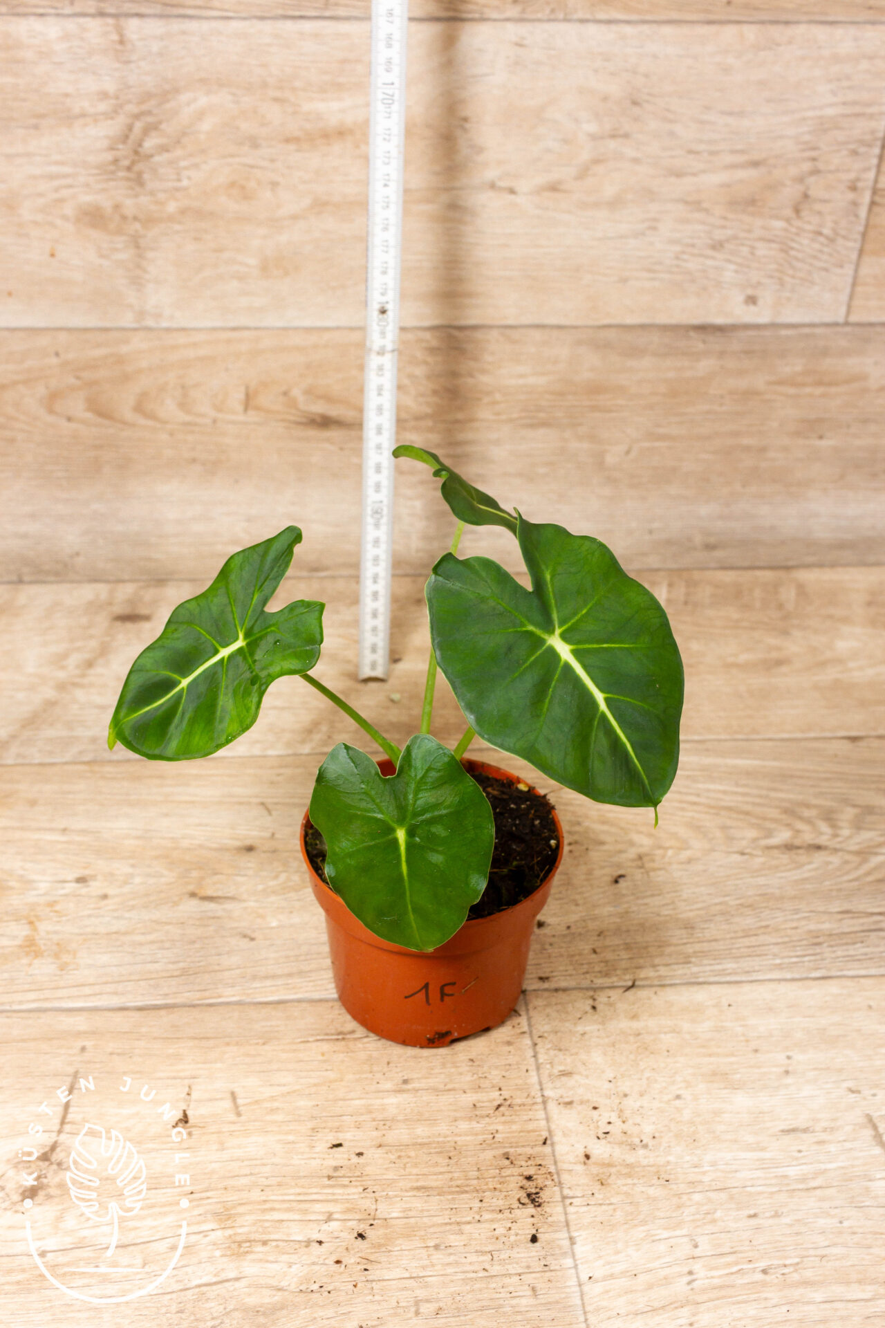 Alocasia dorayaki 001F