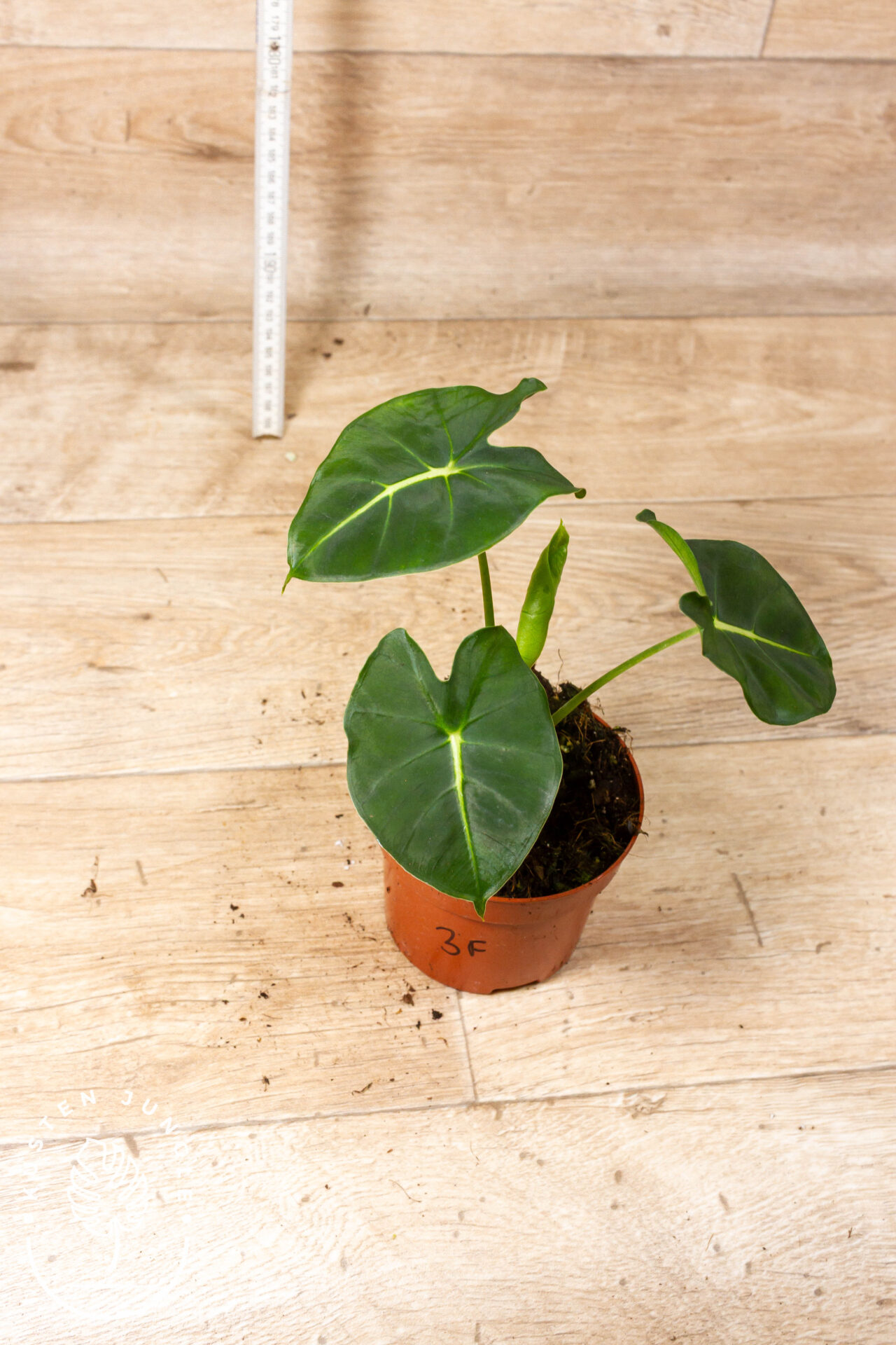 Alocasia dorayaki 003F