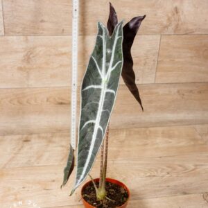 Alocasia longiloba purple 003F WYSIWYG
