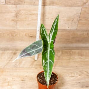 Alocasia longiloba silver 002F