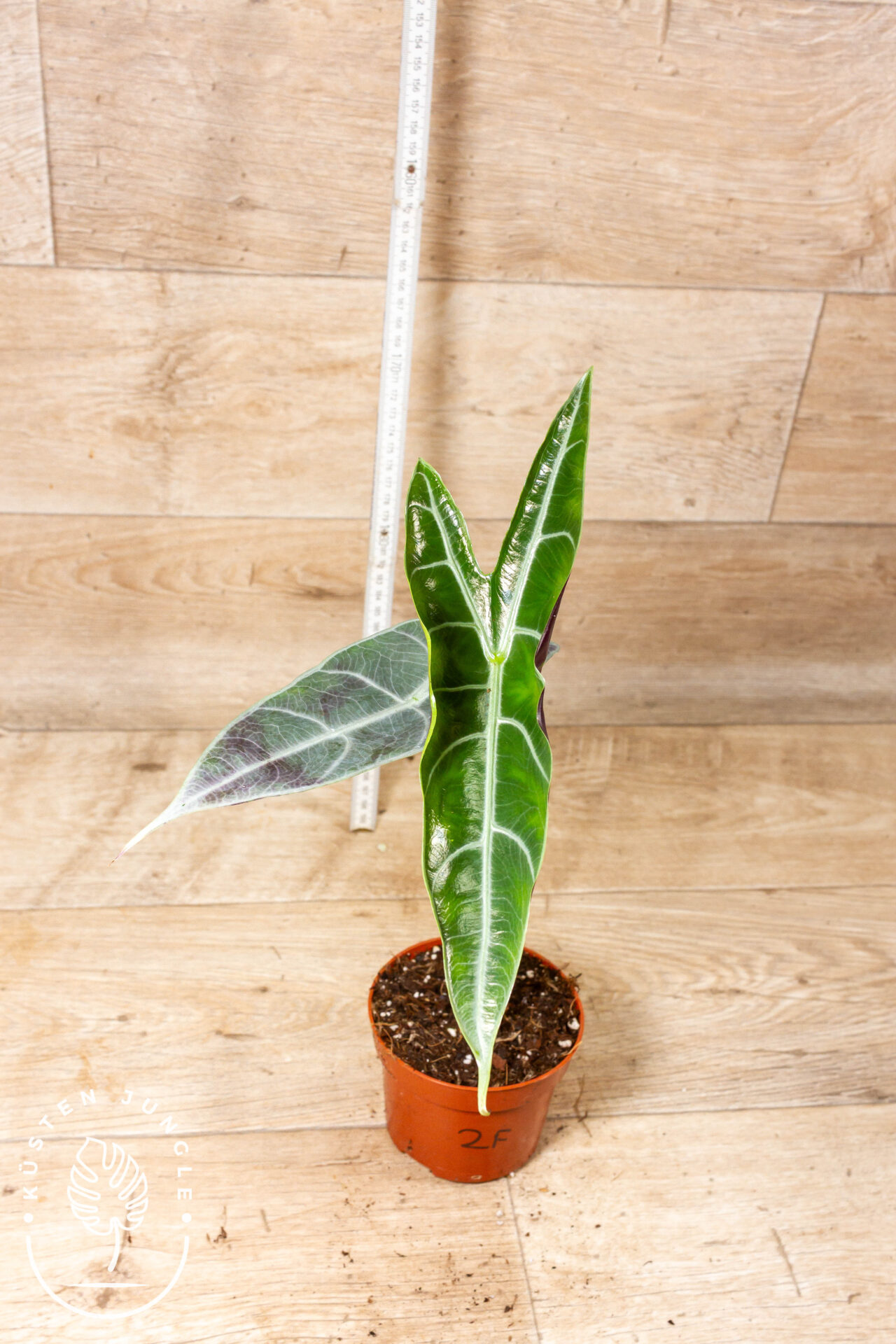 Alocasia longiloba silver 002F