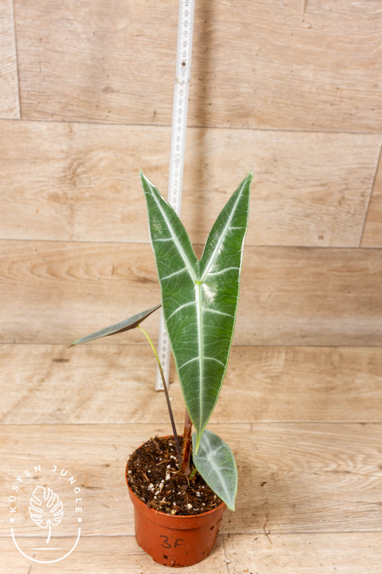 Alocasia longiloba silver 003F