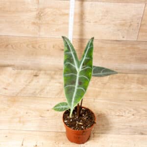 Alocasia longiloba silver 004F