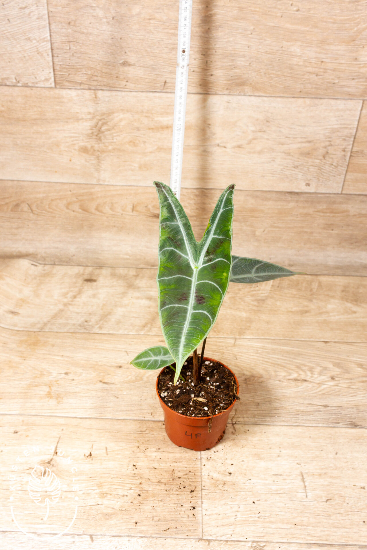 Alocasia longiloba silver 004F