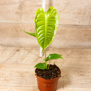 Anthurium veitchii 001F WYSIWYG