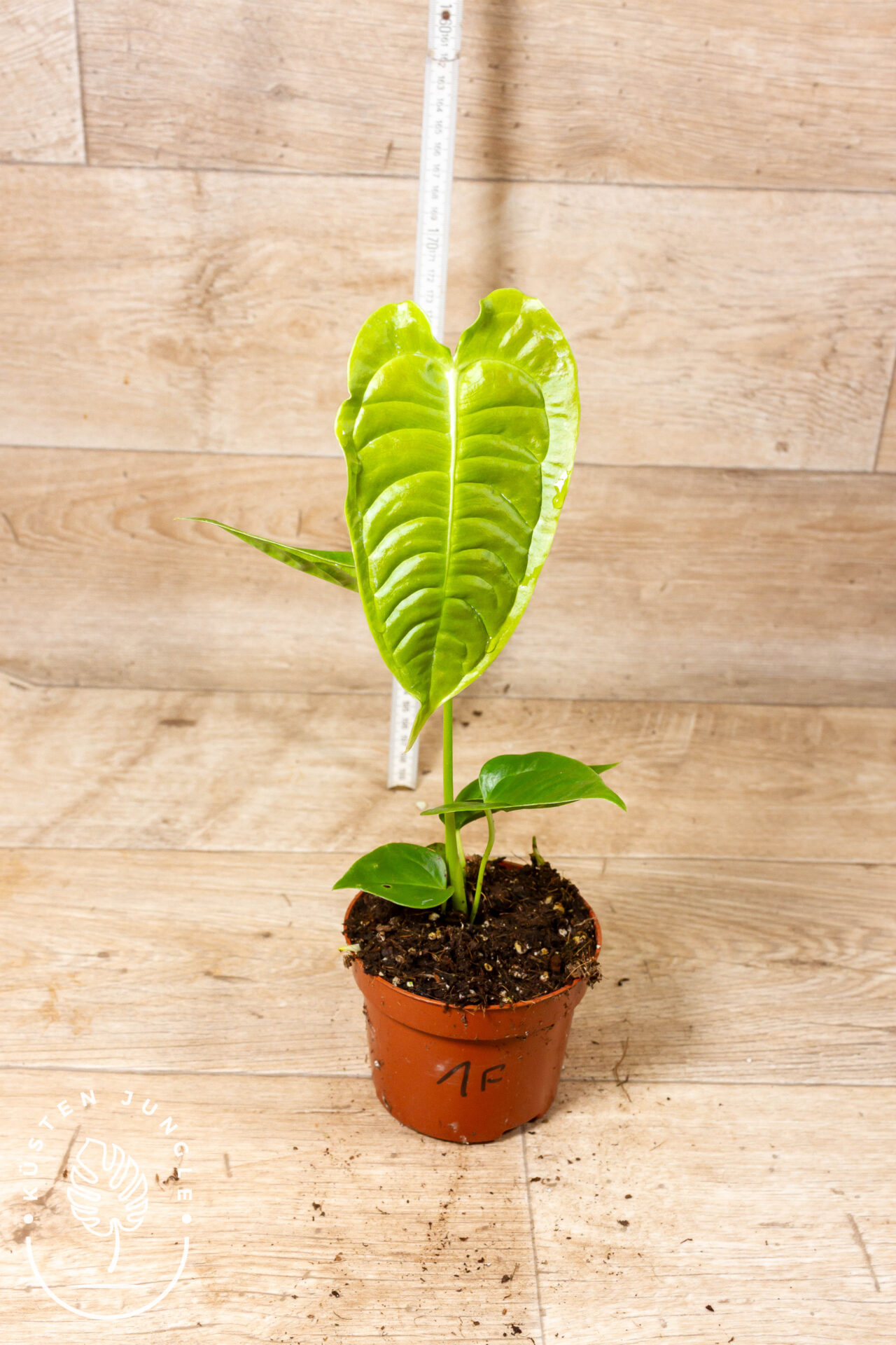 Anthurium veitchii 001F WYSIWYG