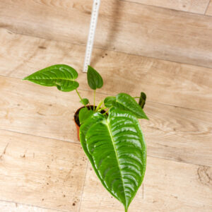 Anthurium veitchii 001A WYSIWYG