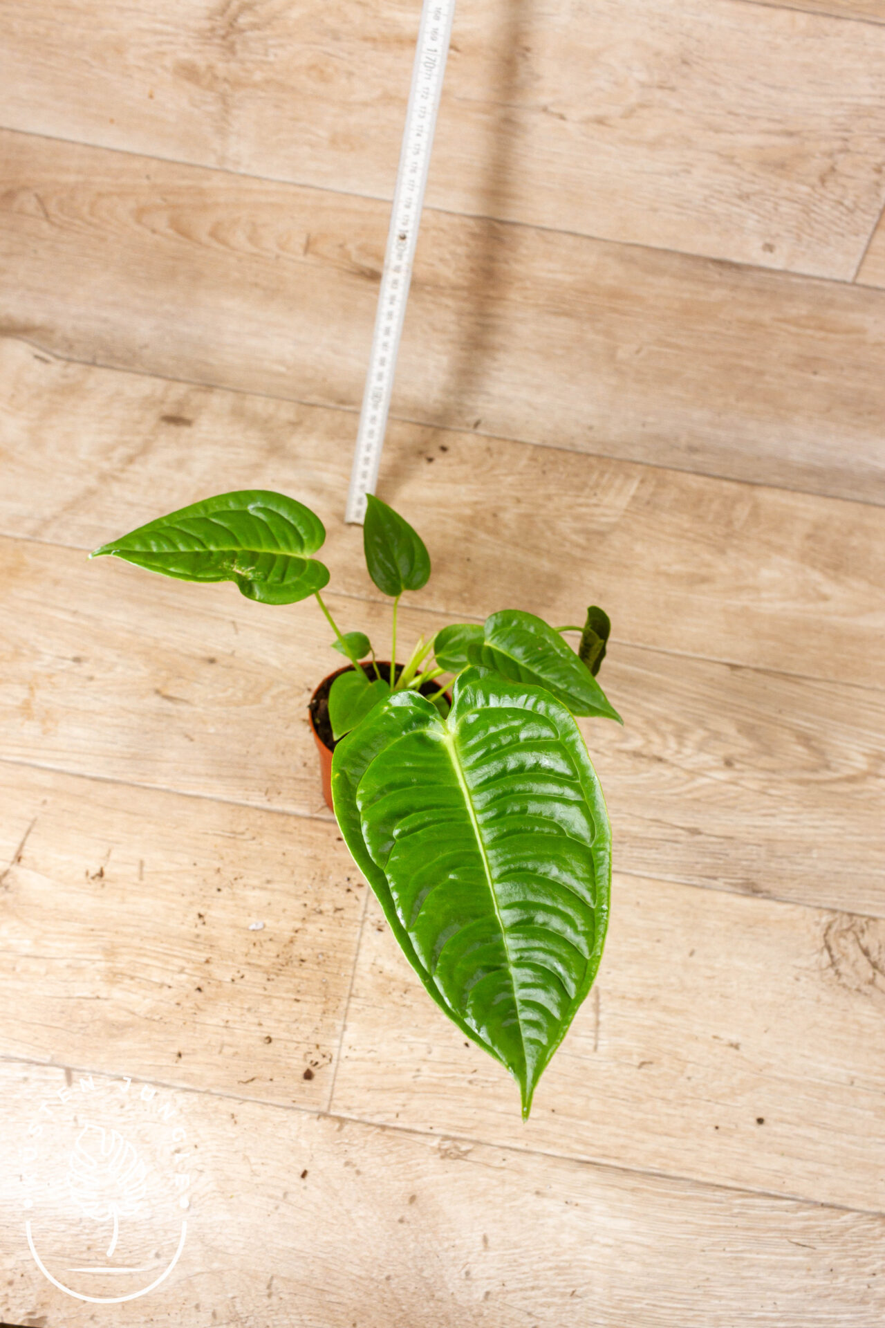 Anthurium veitchii 001A WYSIWYG