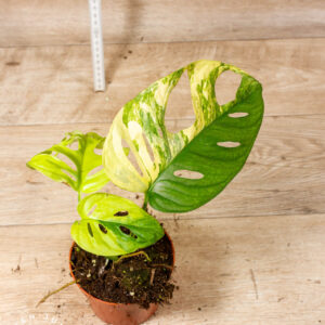 Monstera Adansonii Aurea 003F