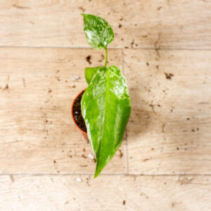 Monstera bulbasaur 002F