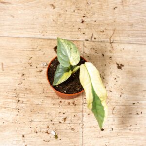 Amydrium medium silver variegata 001F