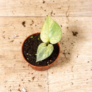 Amydrium medium silver variegata 002F