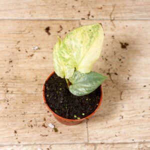 Amydrium medium silver variegata 003F