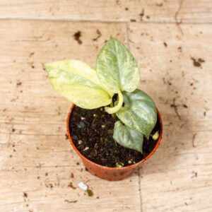 Amydrium medium silver variegata 004F