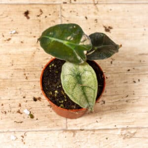 Alocasia polly variegata 001F WYSIWYG