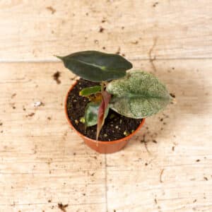 Alocasia polly variegata 004F WYSIWYG