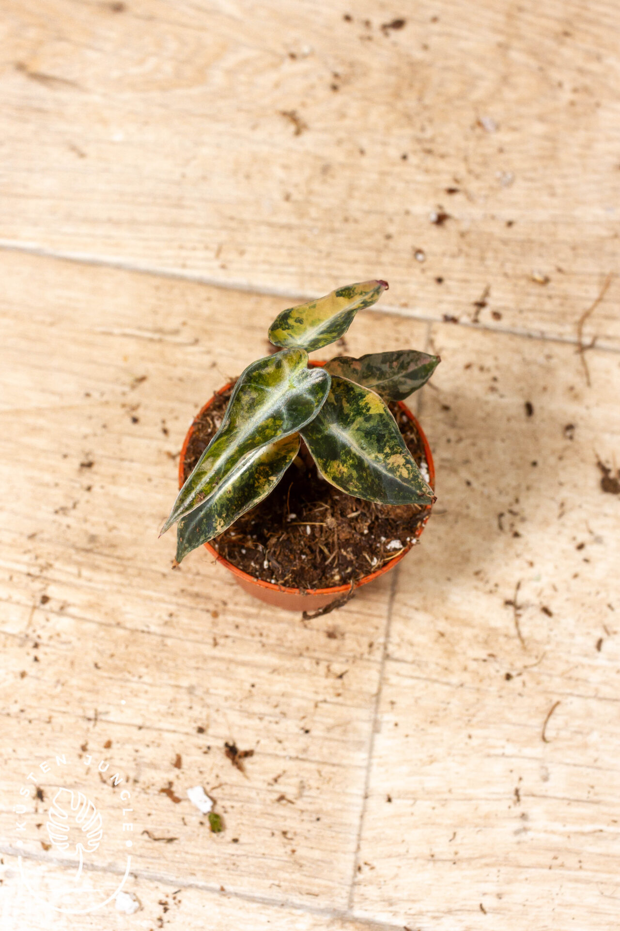 Alocasia bambino aurea 001F