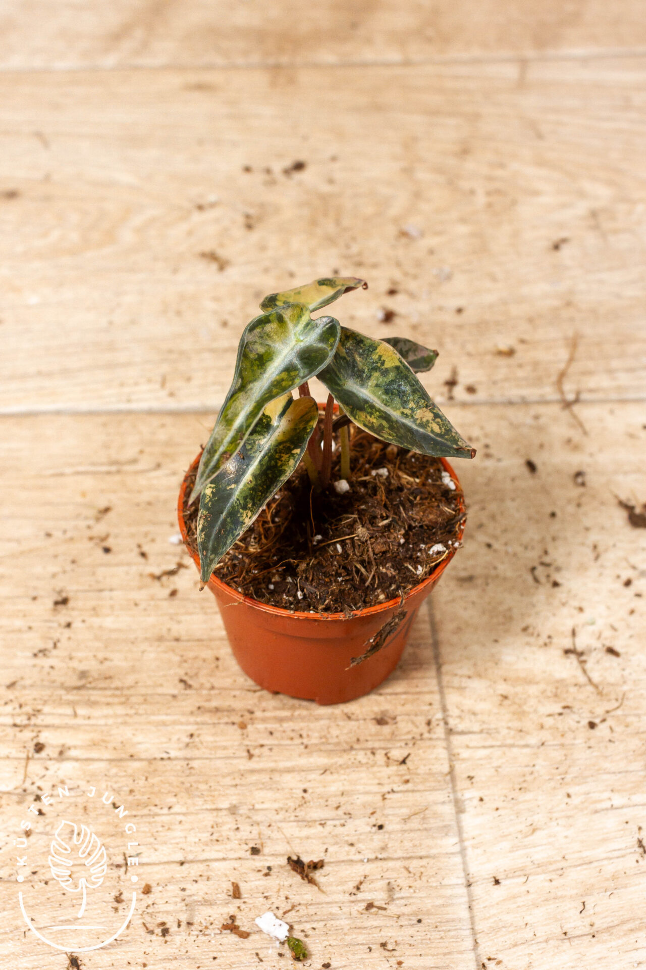 Alocasia bambino aurea 001F – Bild 2