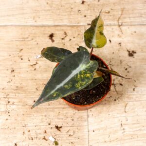 Alocasia bambino aurea 002F