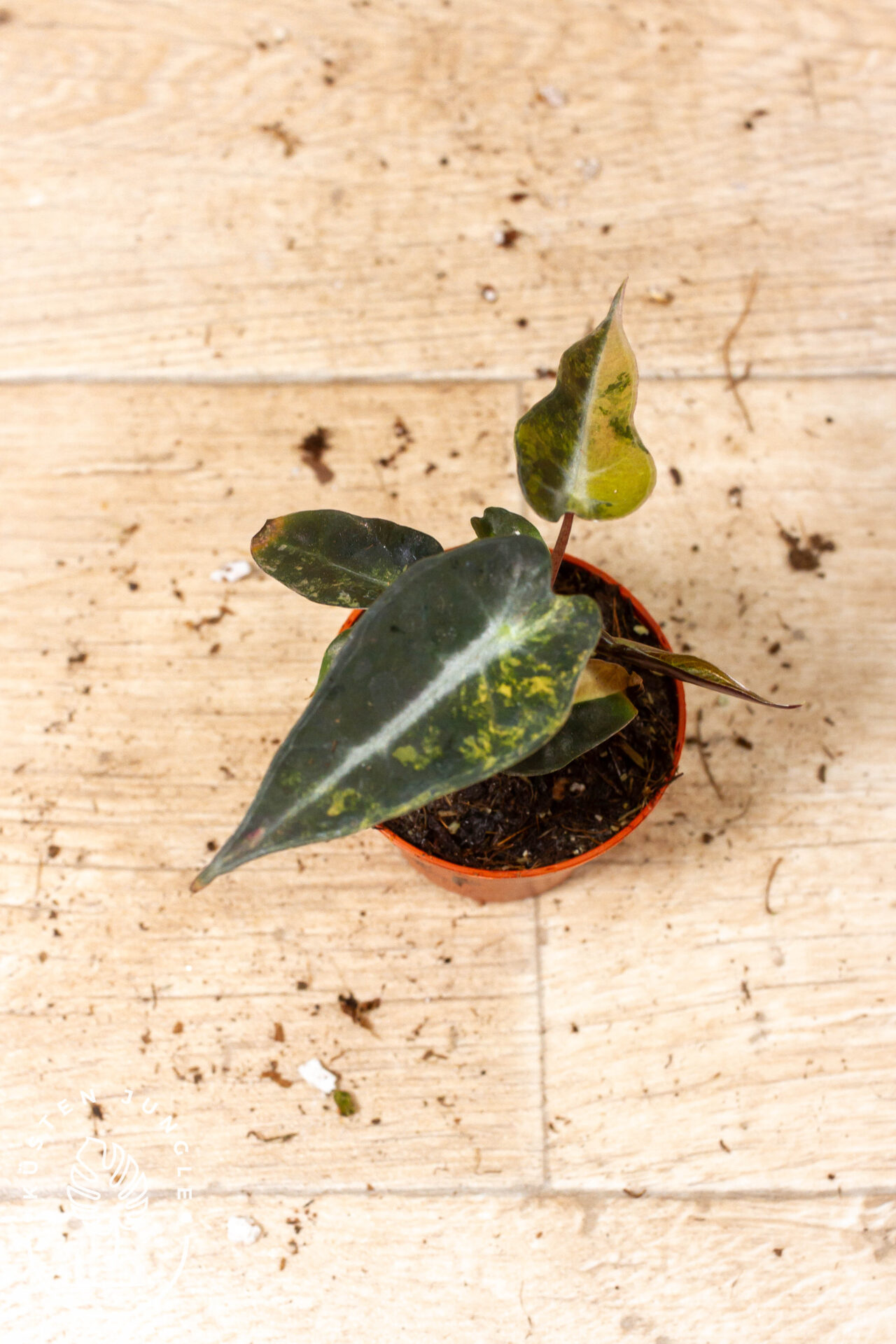 Alocasia bambino aurea 002F