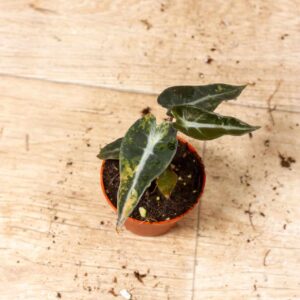 Alocasia bambino aurea 003F