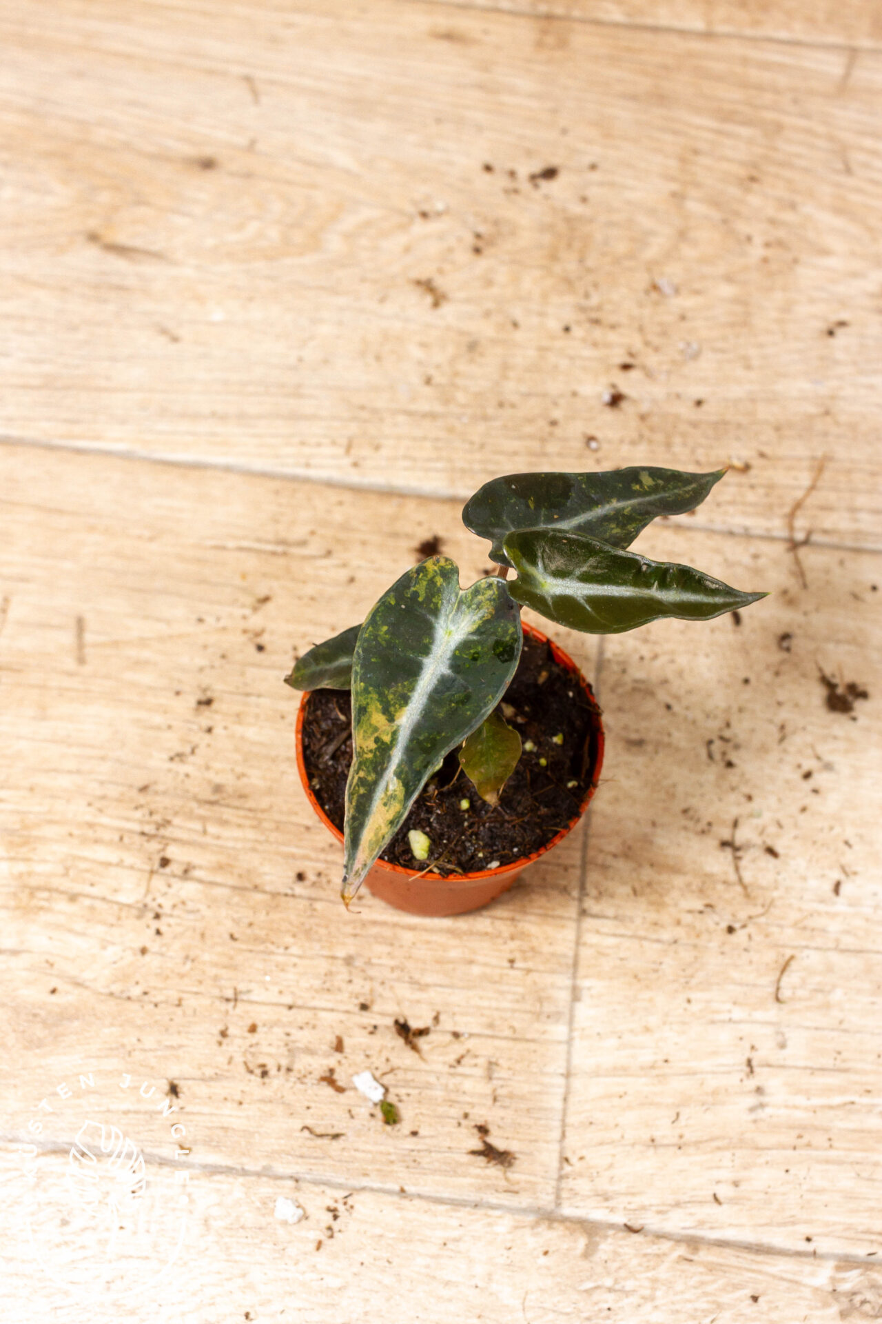 Alocasia bambino aurea 003F