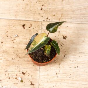 Alocasia bambino aurea 004F