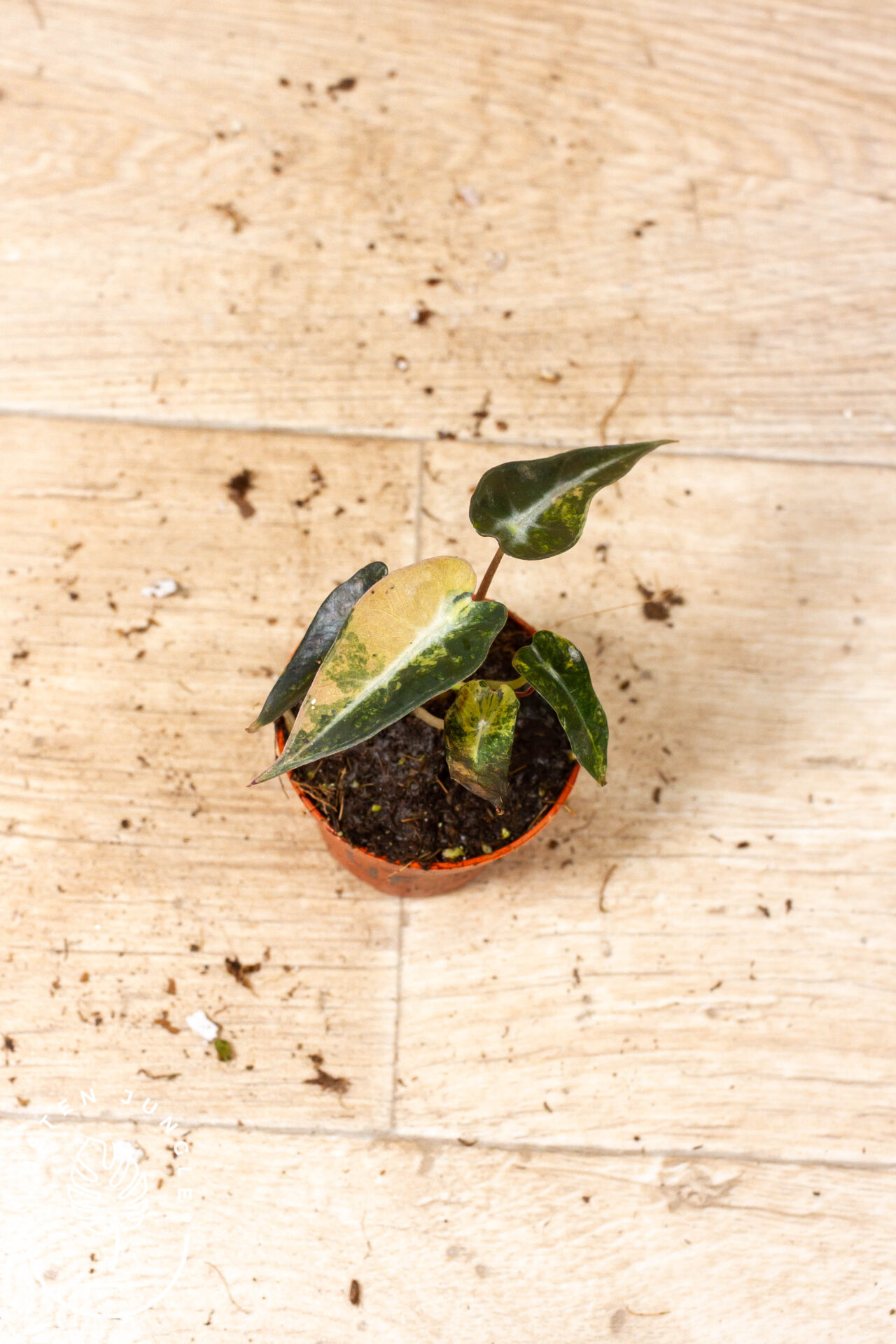Alocasia bambino aurea 004F