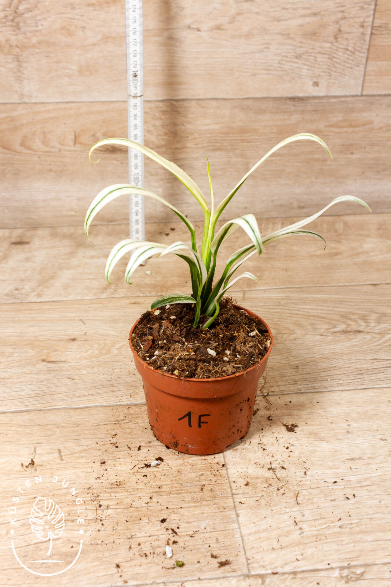 Epipremnum Amplissimum White Variegata 001F - Image 2