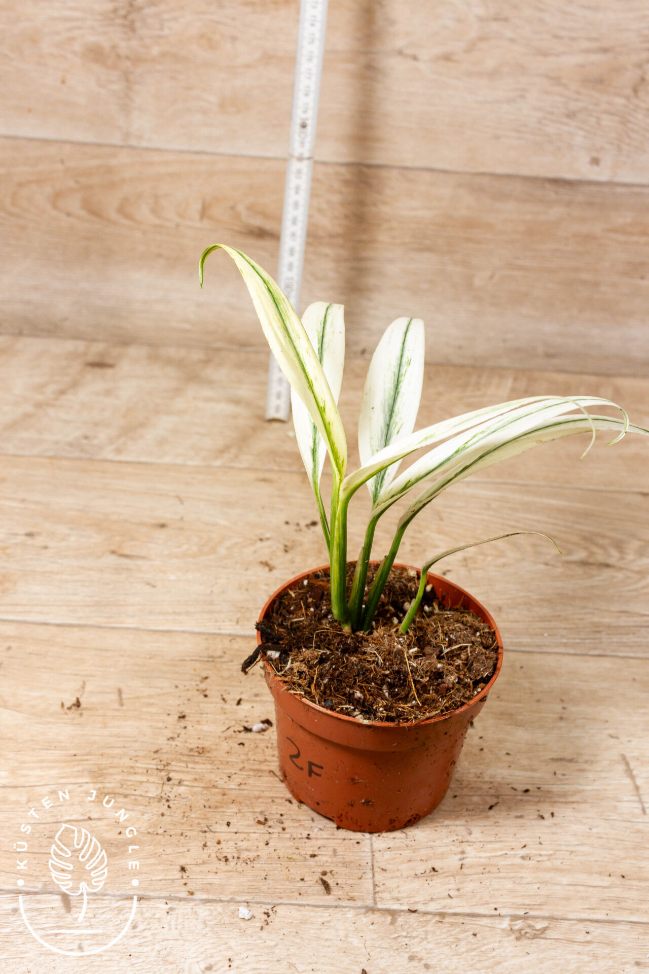 Epipremnum Amplissimum White Variegata 002F - Image 2