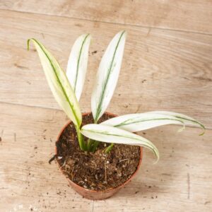 Epipremnum Amplissimum White Variegata 002F