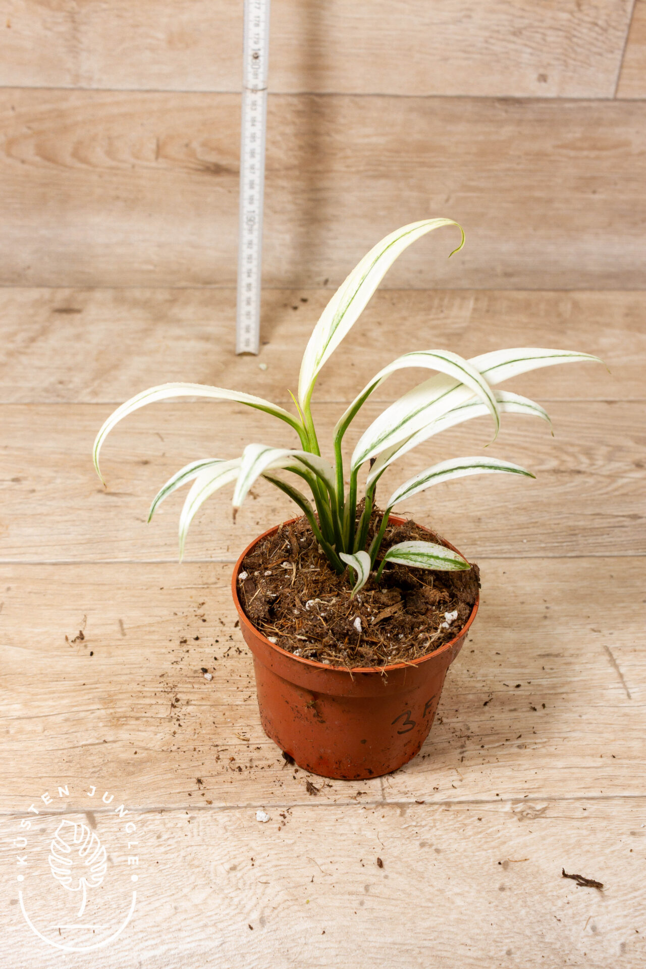 Epipremnum Amplissimum White Variegata 003F – Bild 2