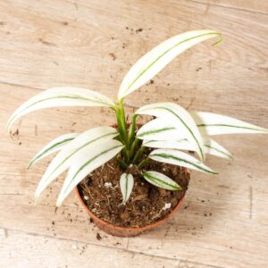 Epipremnum Amplissimum White Variegata 003F