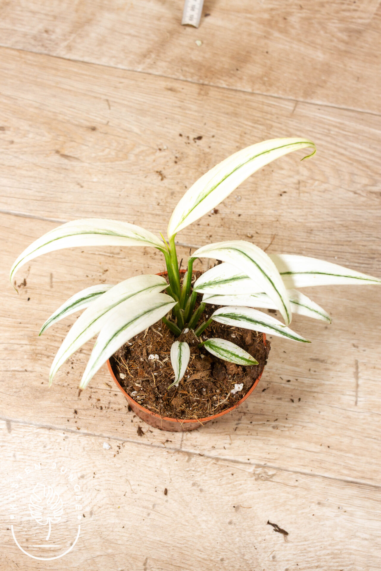 Epipremnum Amplissimum White Variegata 003F
