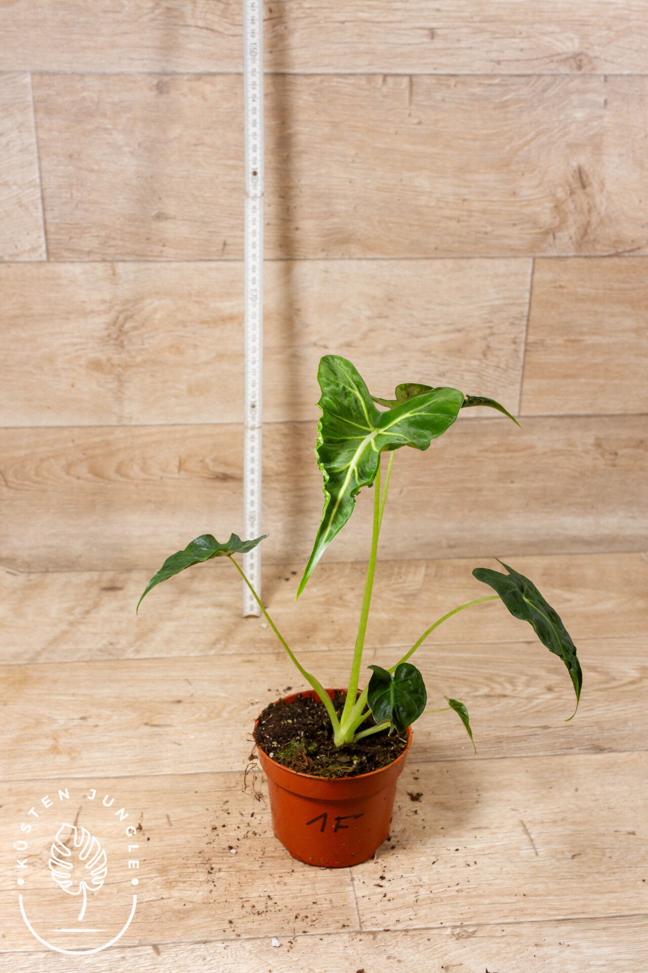 Alocasia frydek tattoo 001F WYSIWYG