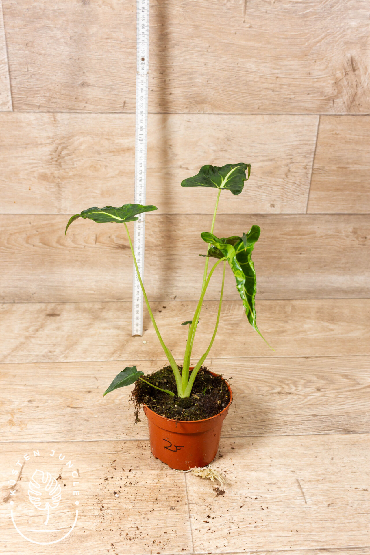 Alocasia frydek tattoo 002F WYSIWYG