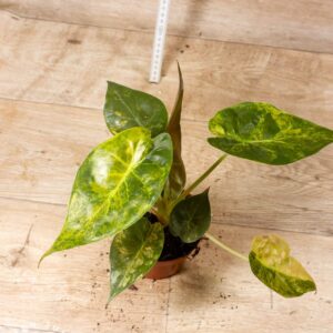 Alocasia Wentii Aurea Sunset 001F WYSIWYG