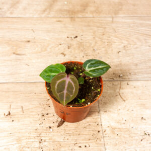 (Anthurium Zara x Michelle) x Red Crystallinum 002F