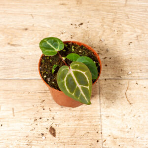 (Anthurium Zara x Michelle) x Red Crystallinum 005F