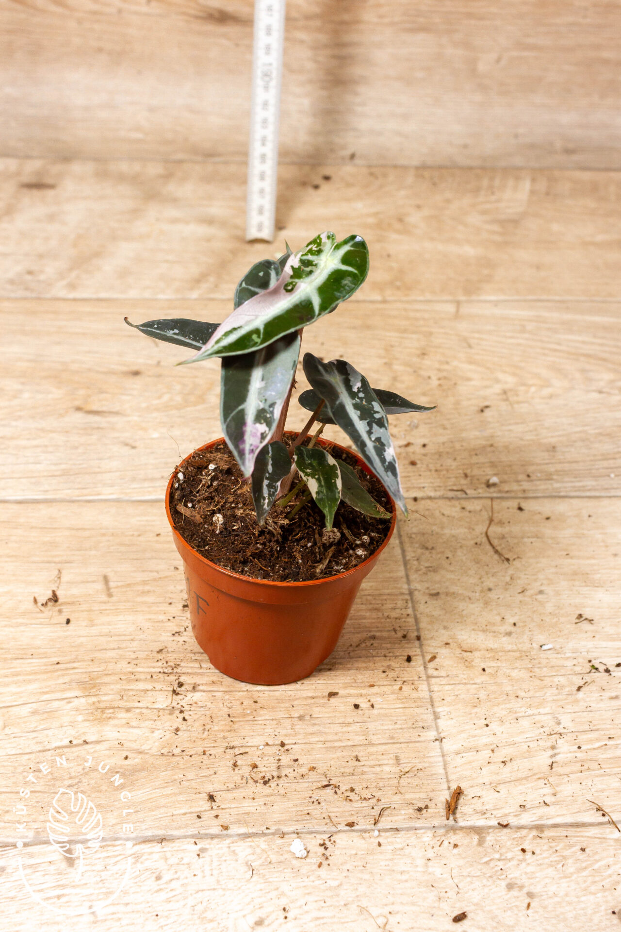 Alocasia bambino pink variegata 001F – Bild 2