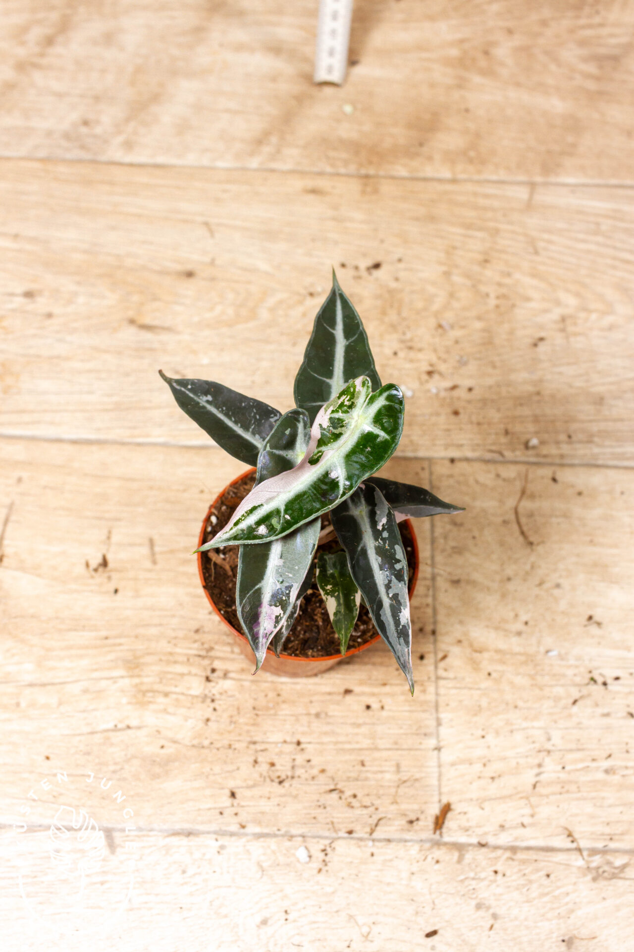 Alocasia bambino pink variegata 001F